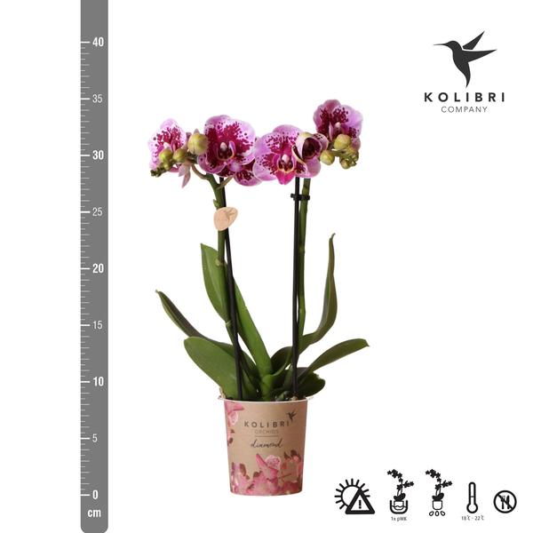 Phalaenopsis Orchidee - rosa/lila Orchidee "El Salvador" - (Ø9cm)