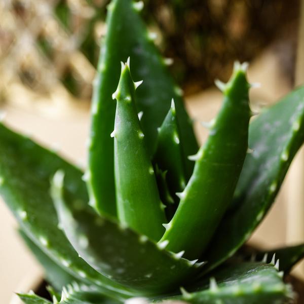 Sukkulente Aloe Brevifolia "Kurzblättrige Aloe" - (Ø9cm - ⭥20cm)