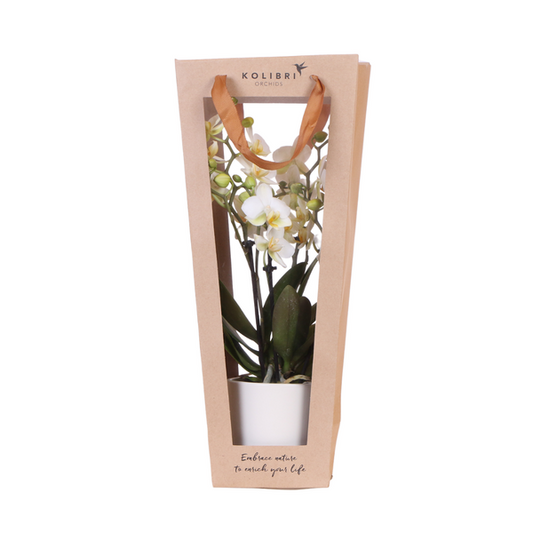 Geschenktasche für Orchidee