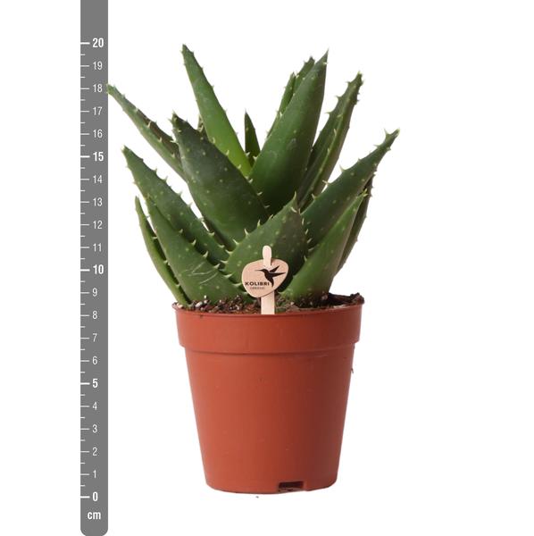 Sukkulente Aloe Brevifolia "Kurzblättrige Aloe" - (Ø9cm - ⭥20cm)