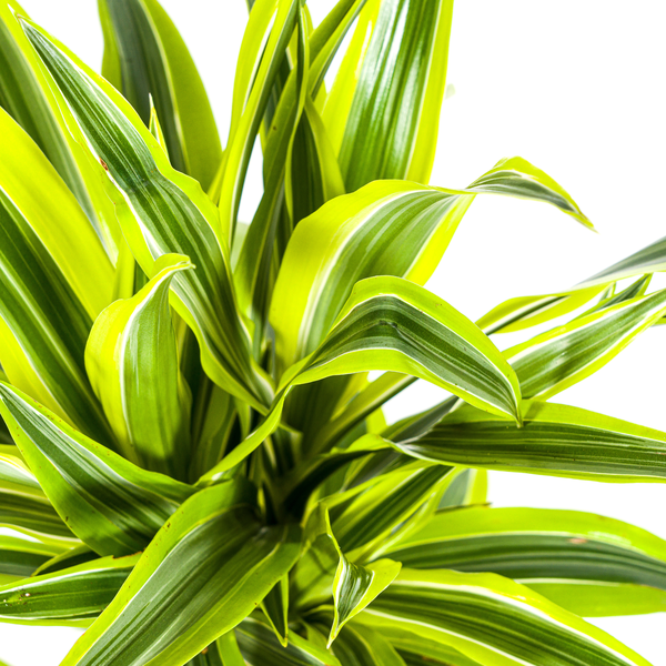 Pflanzenset "Dracaena 80cm Trio" - Pflegeleicht - Hawaiian Sunshine + Lemon Lime + White Stripe