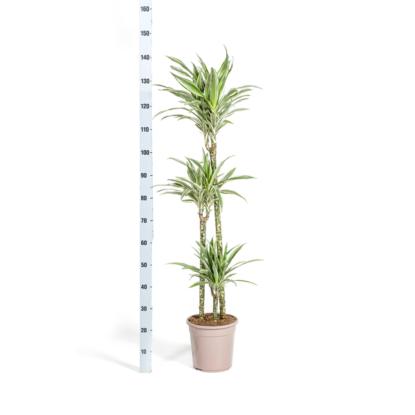 Dracaena Deremensis "White Stripe" - Drachenbaum - 〈⭥140cm〉