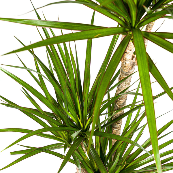 Dracaena Marginata "Green" - Drachenbaum - 〈⭥120cm〉