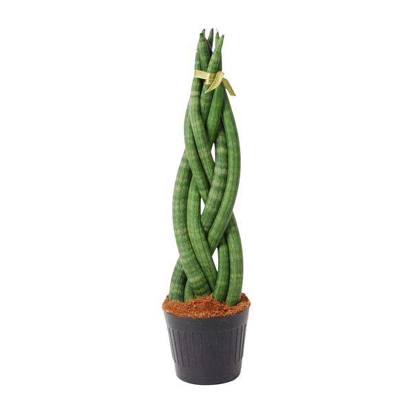 Sansevieria Cylindrica "Twist" - Bogenhanf - (Ø10,5cm, ⭥46cm)