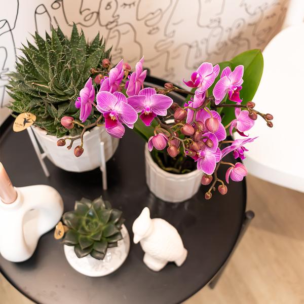 Phalaenopsis Orchidee - lila/rosa Orchidee "Mineral Vienna" - (Ø9cm)