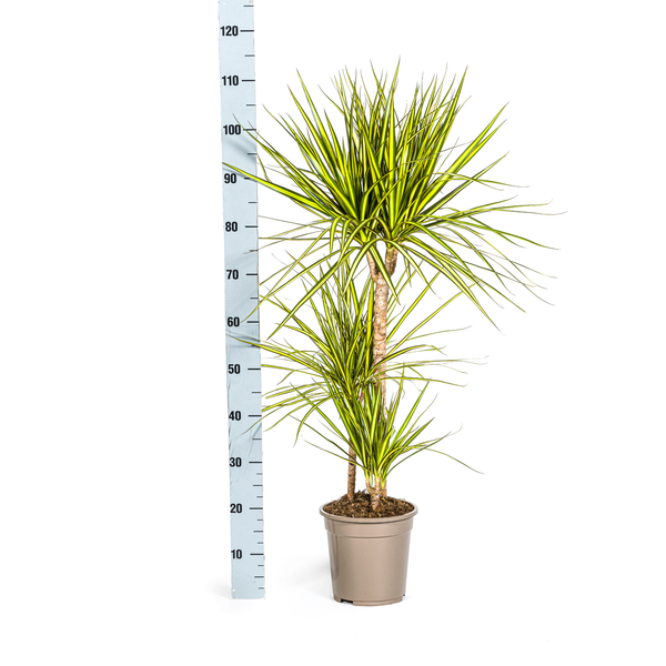 Dracaena Marginata "Sunray" - Drachenbaum - (Ø21cm, ⭥110cm)