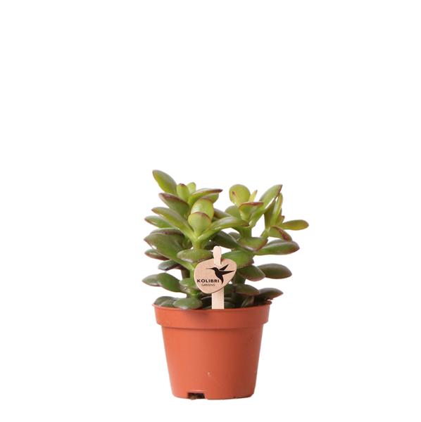 Sukkulente Crassula Ovata Minor "Zwerg Geldbaum" - (Ø6cm - ⭥10cm)