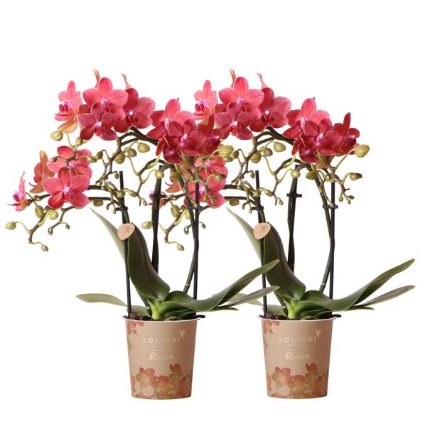 2er Set Phalaenopsis Orchideen - rote Orchidee "Kongo" - (Ø9cm)