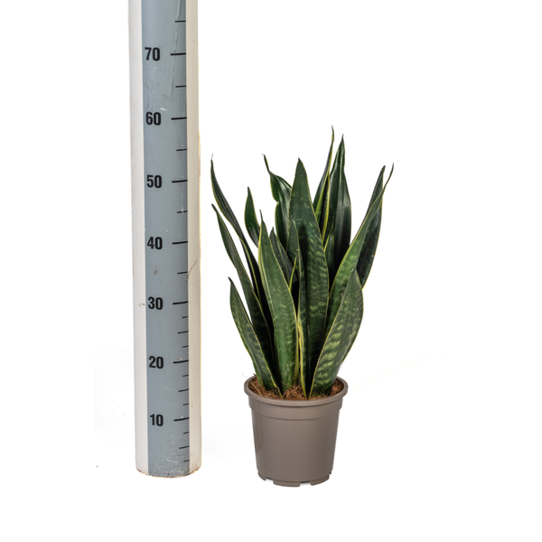 Sansevieria Trifasciata "Futura Black" - Bogenhanf - 〈⭥50cm〉