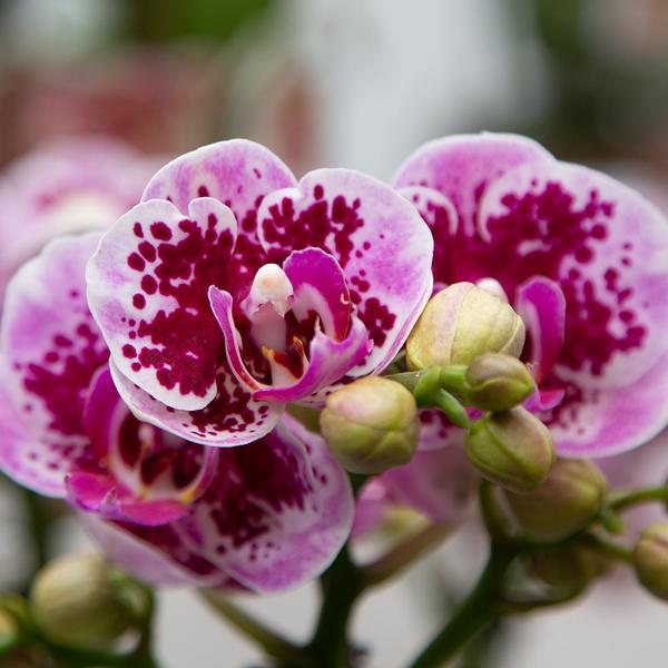 Phalaenopsis Orchidee - rosa/lila Orchidee "El Salvador" - (Ø9cm)