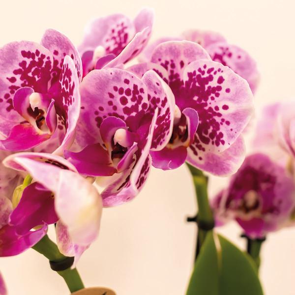 4er Set Phalaenopsis Orchideen - rosa/lila Orchidee "El Salvador" - (Ø9cm)