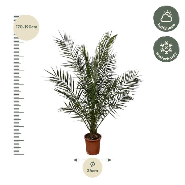 Phoenix Canariensis "Kanarische Dattelpalme" - 〈⭥180cm〉