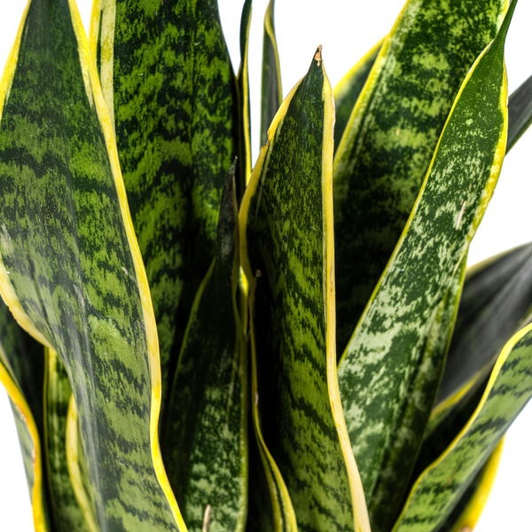 Sansevieria Trifasciata "Futura Superba" - Bogenhanf - (Ø17cm, ⭥55cm)