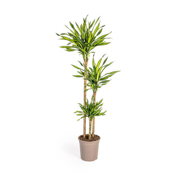 Dracaena Deremensis "Rikki" - Drachenbaum - (Ø24cm, ⭥140cm)