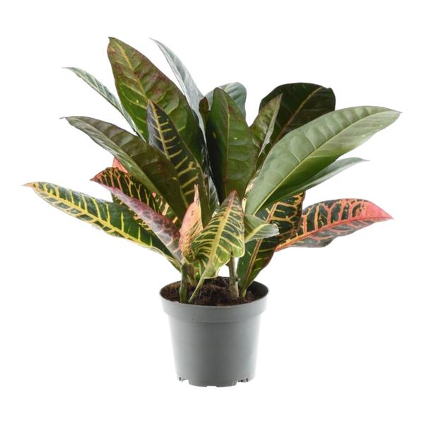 Codiaeum Variegatum "Petra" - Croton - (Ø12cm, ⭥35cm)