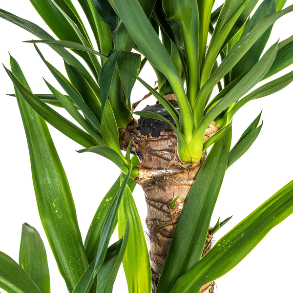 Yucca Elephantipes "Palmlilie" - (Ø19cm, ⭥80cm)