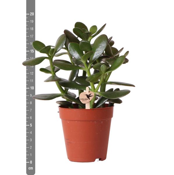 Sukkulente Crassula Ovata "Geldbaum" - 〈⭥19cm〉