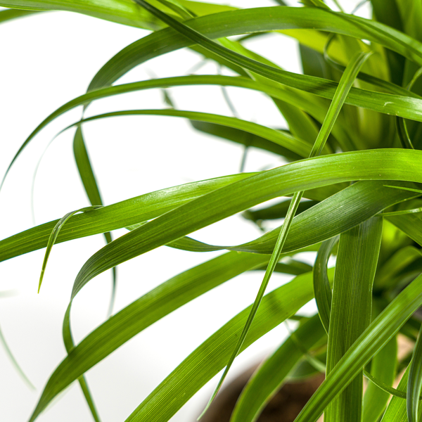 Beaucarnea Recurvata "Ponytail-Palme" - (Ø17cm, ⭥50cm)