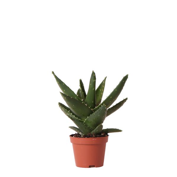 Sukkulente Aloe Brevifolia "Kurzblättrige Aloe" - (Ø6cm - ⭥15cm)