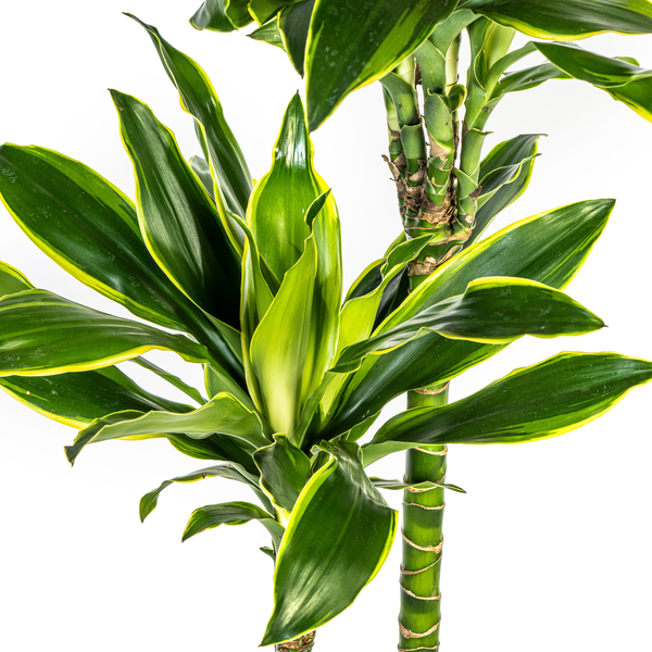 Dracaena Fragrans "Golden Coast" - Drachenbaum - (Ø24cm, ⭥140cm)