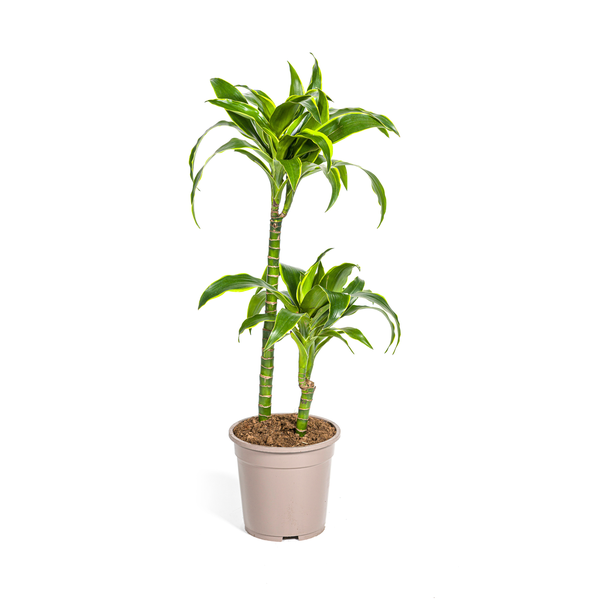 Dracaena Deremensis "Dorado" - Drachenbaum - (Ø19cm, ⭥80cm)