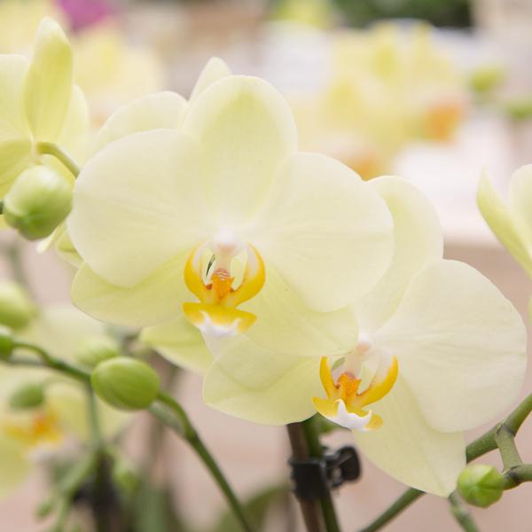 Phalaenopsis Orchidee - gelbe Orchidee  - (Ø9cm)