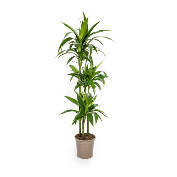 Dracaena Deremensis "Lisa" - Drachenbaum - (Ø24cm, ⭥140cm)