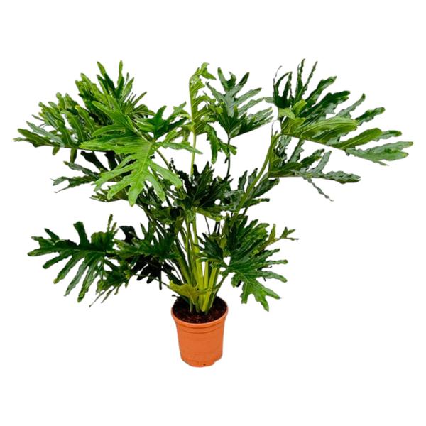 Philodendron Selloum "Baum-Philodendron" - (Ø30cm, ⭥160cm)