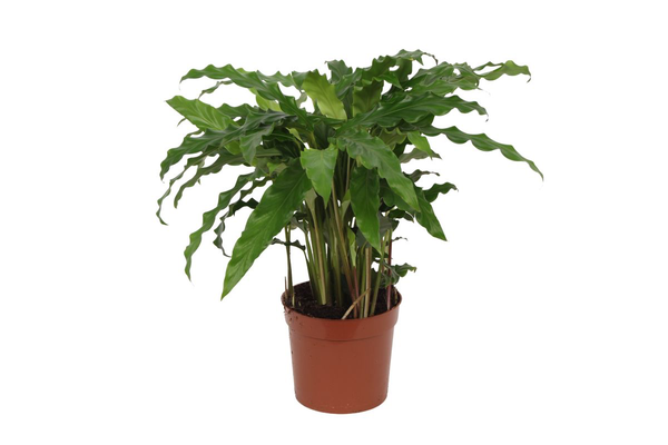 Pflanzenset "Calathea Blattduo 1" - Tierfreundlich - Calathea Leopardina + Bluegrass