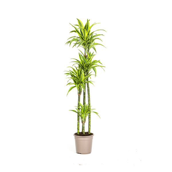 Dracaena Deremensis "Lemon Lime" - Drachenbaum - (Ø27cm, ⭥180cm)