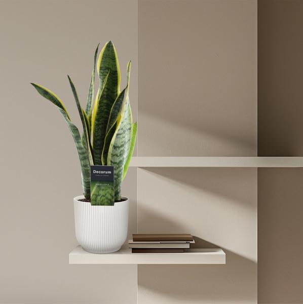 Sansevieria Laurentii - (Ø12cm, ⭥50cm)