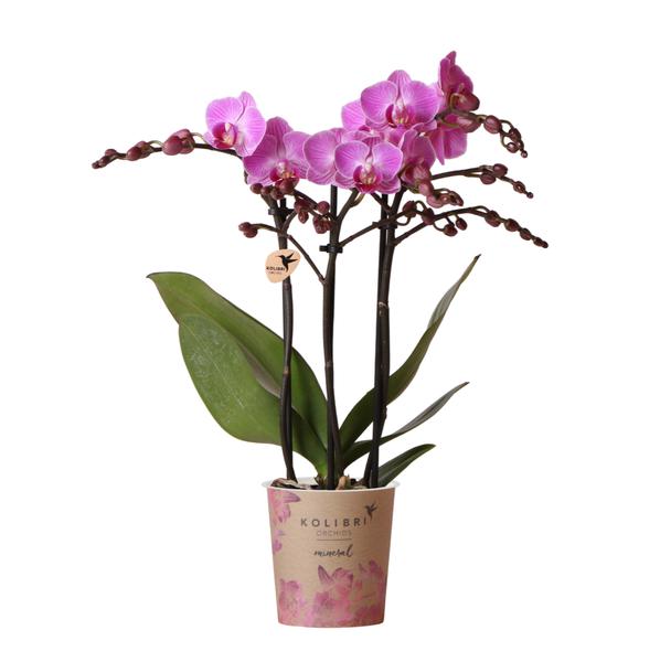 Phalaenopsis Orchidee - lila/rosa Orchidee "Mineral Vienna" - (Ø9cm)