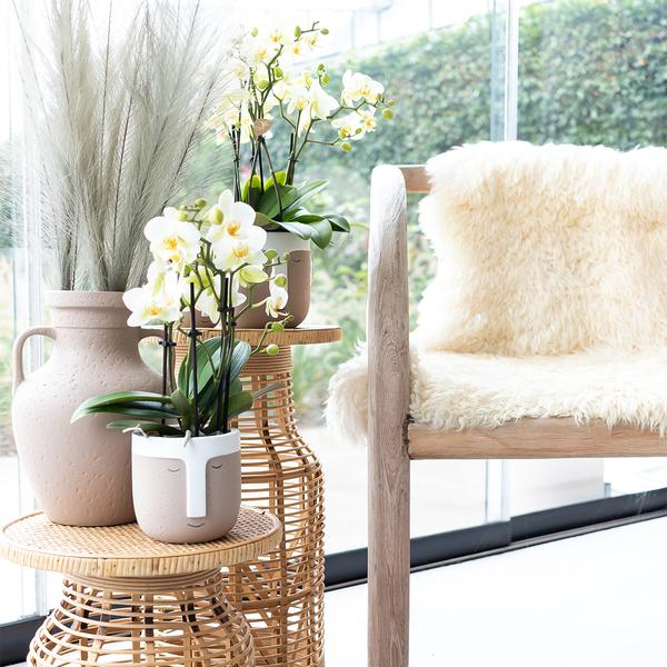[Pflanzenset] Orchideen Amabilis ⭥35cm & Orchidee Lausanne ⭥35cm - Tierfreundlich