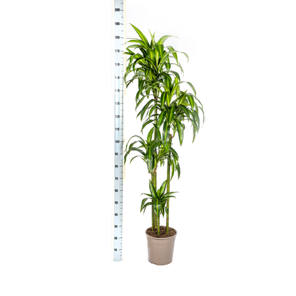 Dracaena Deremensis "Hawaiian Sunshine" - Drachenbaum - 〈⭥180cm〉