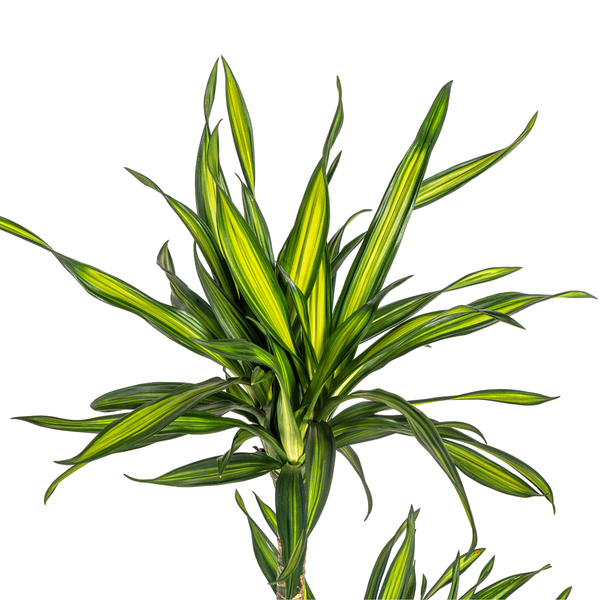 Dracaena Deremensis "Rikki" - Drachenbaum - (Ø19cm, ⭥80cm)