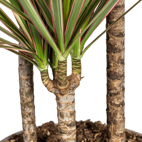 Dracaena Marginata "Bicolor" - Drachenbaum - (Ø21cm, ⭥120cm)