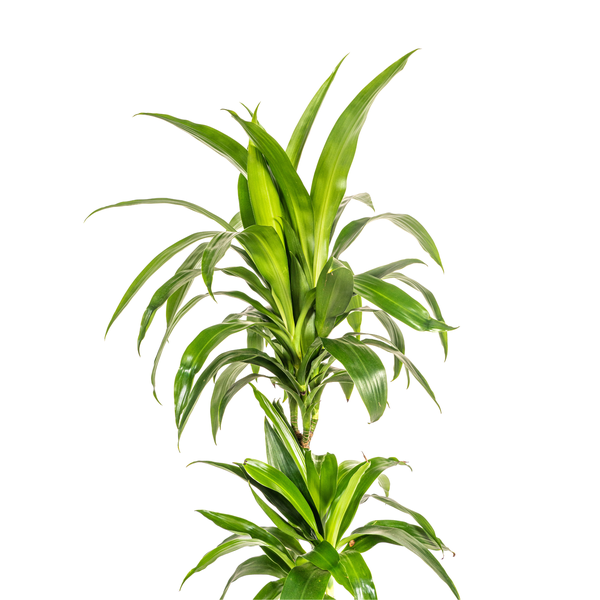 Dracaena Deremensis "Lisa" - Drachenbaum - (Ø19cm, ⭥80cm)