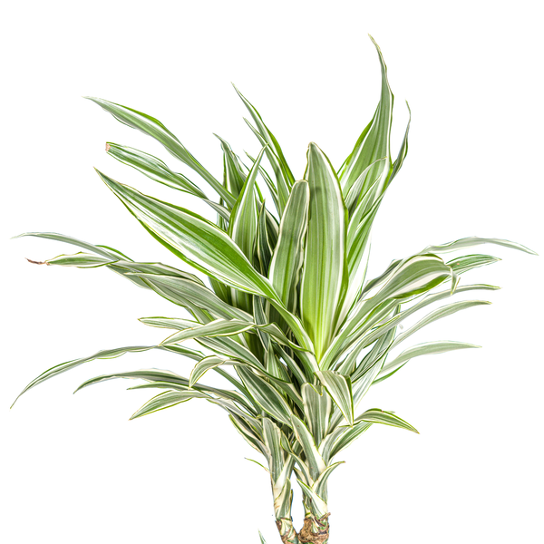 Dracaena Deremensis "White Stripe" - Drachenbaum - (Ø24cm, ⭥140cm)