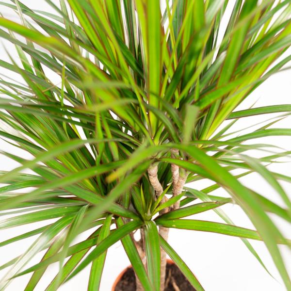 2er Set Dracaena "Drachenbaum" - (Ø17cm, ⭥70cm)