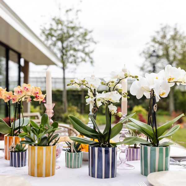 Weiße Orchidee "Lausanne" - ⭥35cm - mit Ziertopf Painted Stripe in Türkis