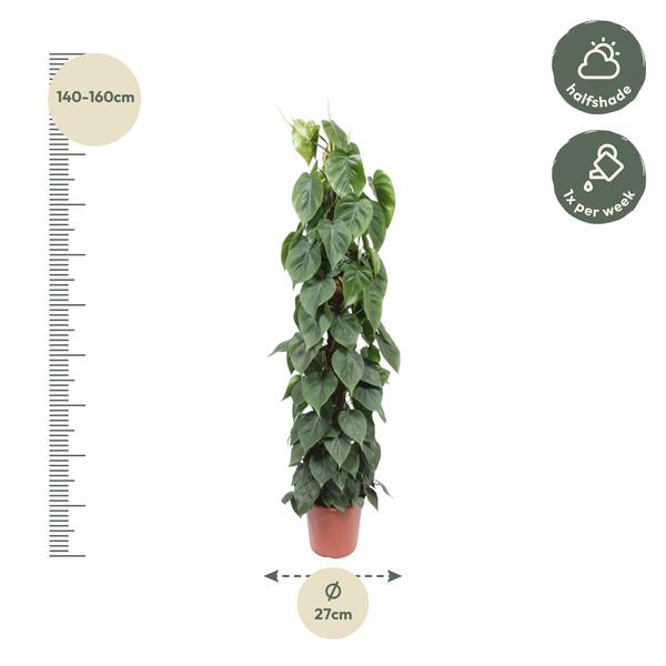 Philodendron Scandens "Kletter-Philodendron" - (Ø27cm, ⭥160cm)