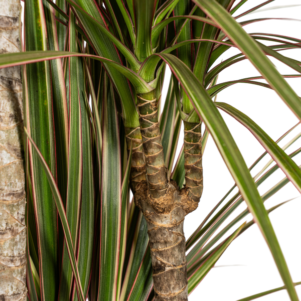 Dracaena Marginata "Bicolor" - Drachenbaum - (Ø21cm, ⭥120cm)