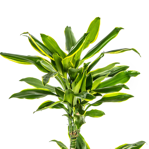 Dracaena Fragrans "Golden Coast" - Drachenbaum - (Ø21cm, ⭥100cm)