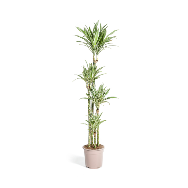 Dracaena Deremensis "White Stripe" - Drachenbaum - (Ø27cm, ⭥180cm)