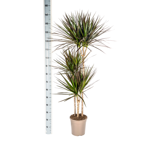 Dracaena Marginata "Magenta" - Drachenbaum - (Ø21cm, ⭥140cm)