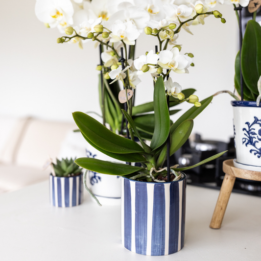 Keramik Pflanztopf Painted Stripe - Blau - Ø9cm