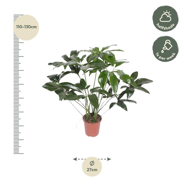 Philodendron Green Wonder - (Ø27cm, ⭥130cm)