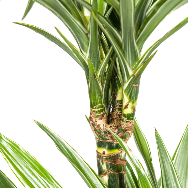 Dracaena Deremensis "White Stripe" - Drachenbaum - 〈⭥80cm〉