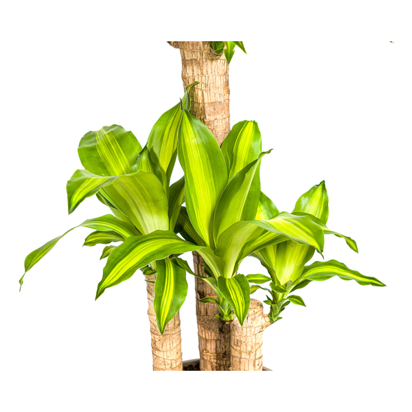 Dracaena Fragrans Massangeana - Drachenbaum - ⭥100cm