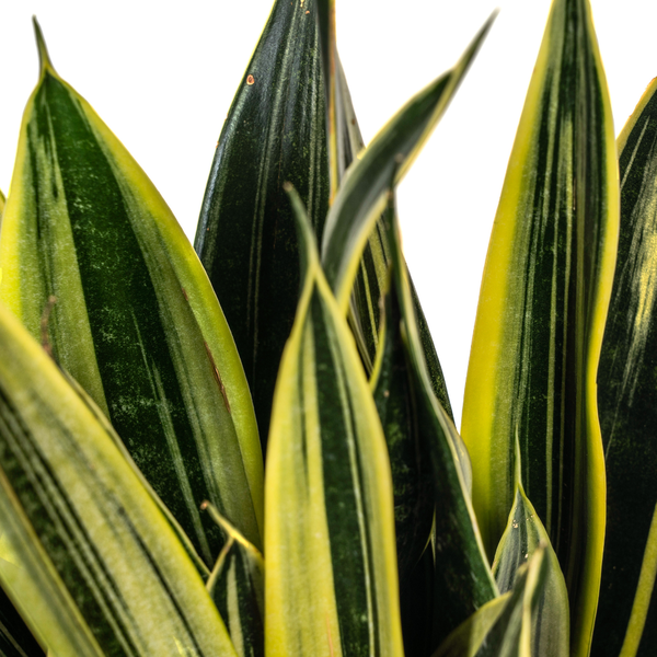 Sansevieria Trifasciata "Canary" - Bogenhanf - (Ø17cm, ⭥55cm)